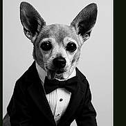 Peterpan joined the competition — help win amazing prizes! dog, tuxedo, bow_tie, black_and_white, portrait, pet, chihuahua, formal, animal, cute, tongue_out, sitting, studio, small_dog, clothing, face, ears, fur, eyes, adorable