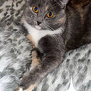 Danica Eckford joined the competition — help win amazing prizes! cat, gray_cat, white_fur, golden_eyes, fur, pet, animal, cozy, blanket, plush, patterned_blanket, relaxed, indoor, cute, whiskers, paw, fur_texture, feline, resting, domestic_cat