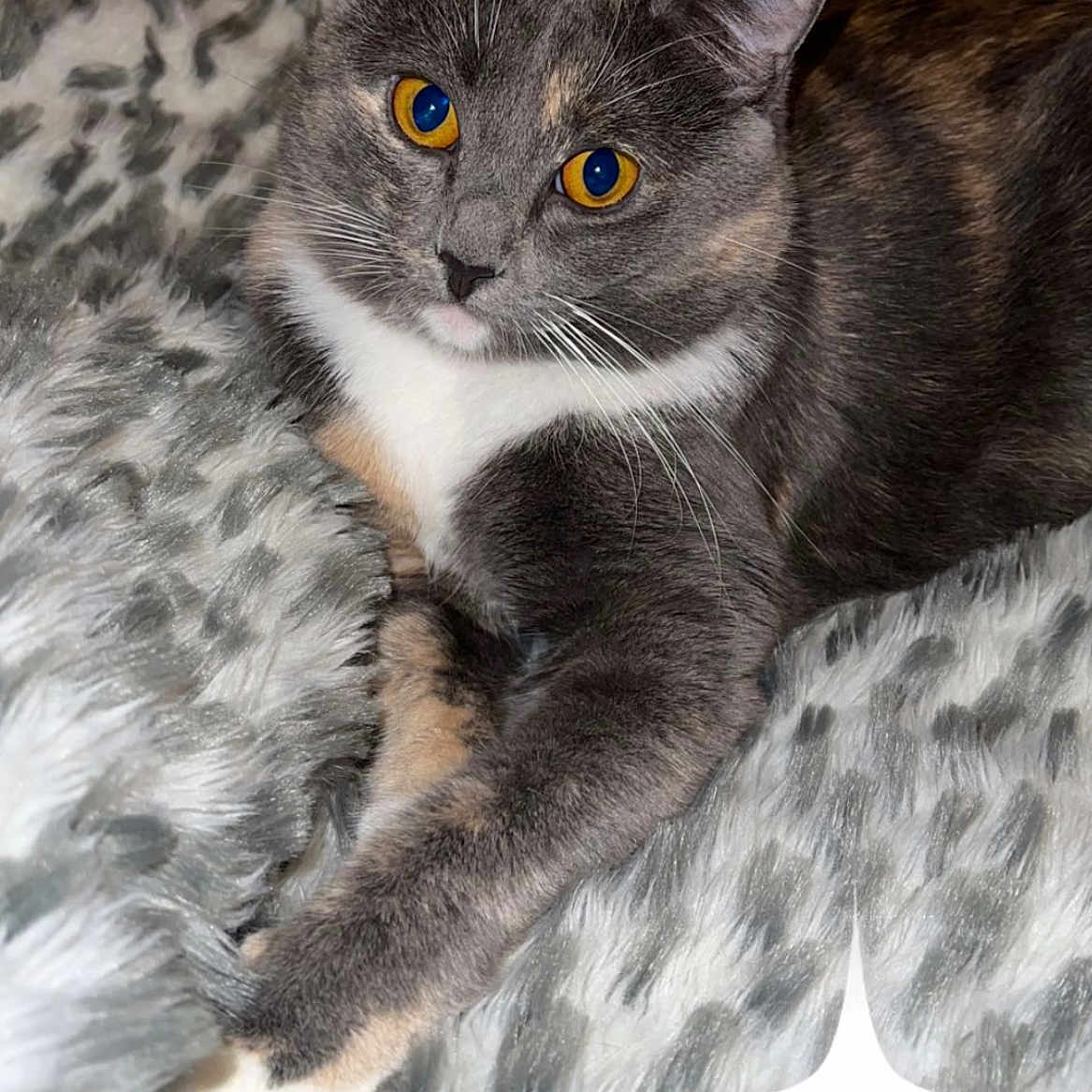 Danica Eckford joined the competition — help win amazing prizes! animal, blanket, cat, cozy, cute, domestic_cat, feline, fur, fur_texture, golden_eyes, gray_cat, indoor, patterned_blanket, paw, pet, plush, relaxed, resting, whiskers, white_fur