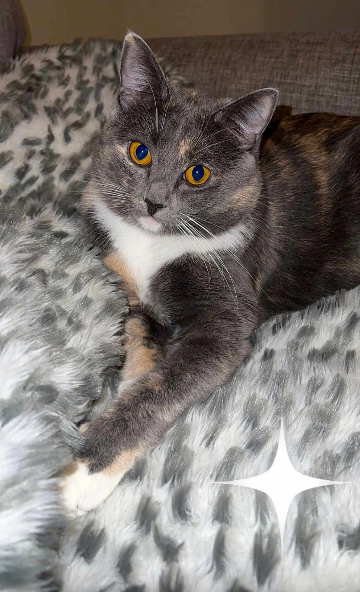 Danica Eckford joined the competition — help win amazing prizes! cat, gray_cat, white_fur, golden_eyes, fur, pet, animal, cozy, blanket, plush, patterned_blanket, relaxed, indoor, cute, whiskers, paw, fur_texture, feline, resting, domestic_cat