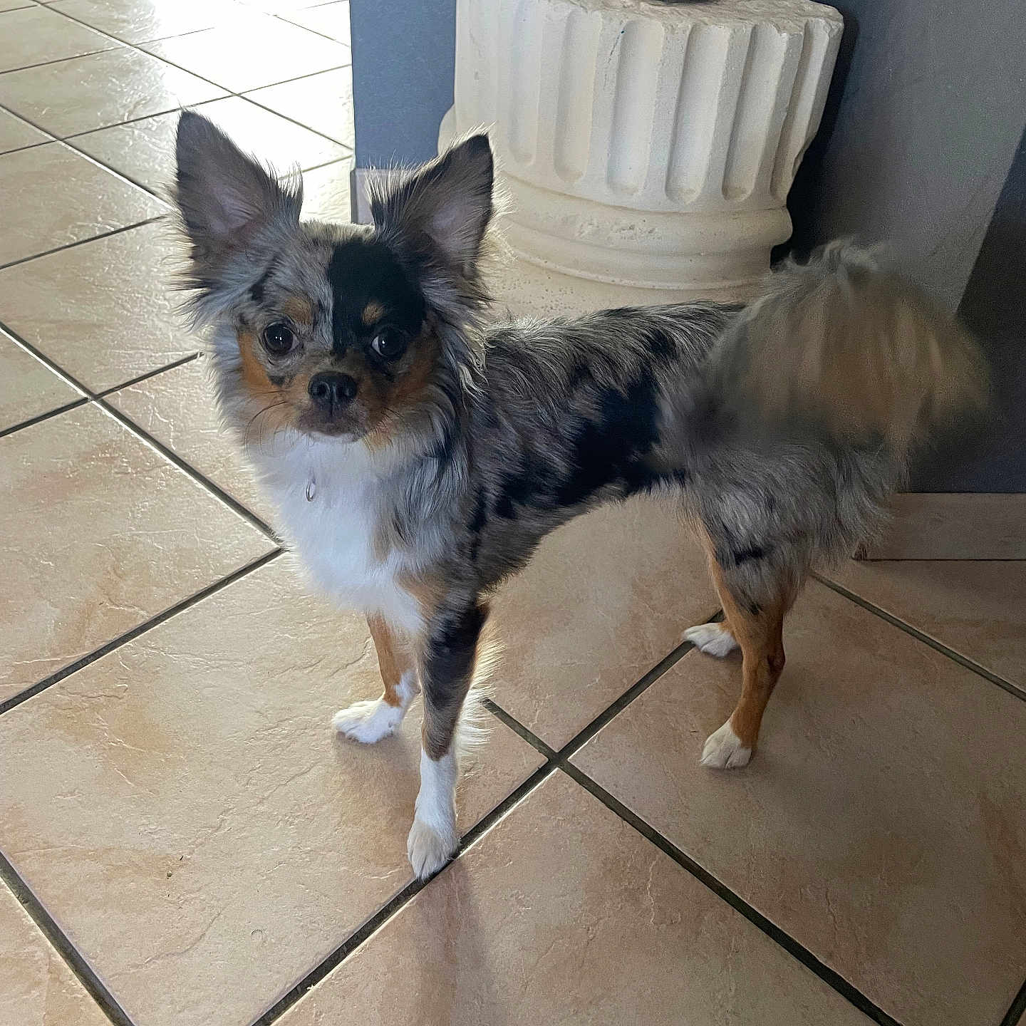 Vénus a rejoint le concours — aidez-le/la à gagner de superbes lots ! accessories, animal, canine, chihuahua, cockerspaniel, dog, eskimodog, flagstone, indoors, interiordesign, leash, papillon, path, person, pet, puppy, slate, strap, tile, walkway