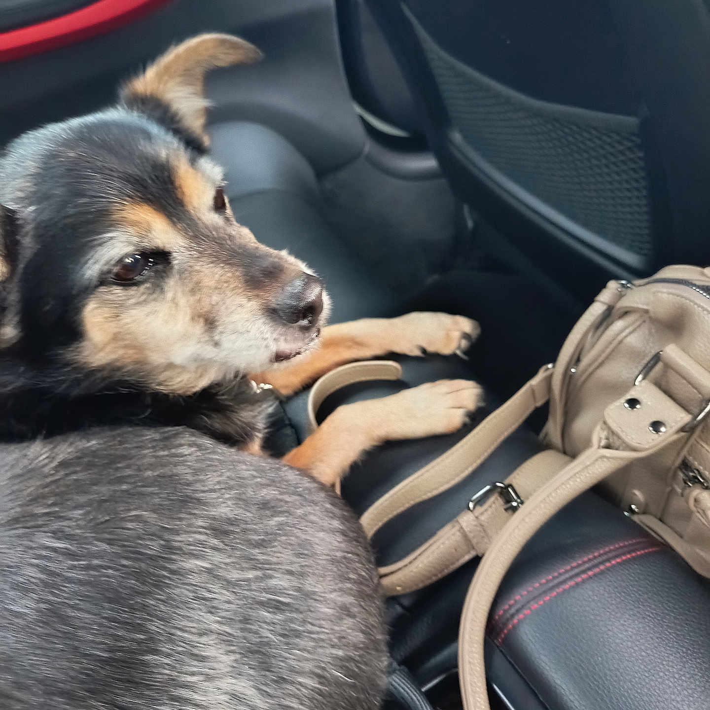 Hitch participe au concours pour gagner de l'argent avec cette photo : dog, pet, car_interior, leather_seat, handbag, black_fur, brown_fur, backseat, seatbelt, red_stitching, curious, animal, companion, domestic_animal, side_view, resting, calm, closeup, transportation, vehicle