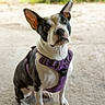 dog, animal, pet, purple_harness, black_and_white, sitting, outdoor, curious, attentive, canine, ears_up, portrait, ground, nature, friendly, domestic_animal, close_up, looking_up, companion, young_dog