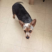 Oz a rejoint le concours — aidez-le/la à gagner de superbes lots ! dog, small_dog, pet, indoor, curious, tile_floor, table_leg, chair_leg, brown_eyes, short_hair, groomed, looking_up, ears_up, canine, domestic_animal, floor_tiles, wooden_table, black_chair, animal, companion