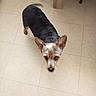 dog, small_dog, pet, indoor, curious, tile_floor, table_leg, chair_leg, brown_eyes, short_hair, groomed, looking_up, ears_up, canine, domestic_animal, floor_tiles, wooden_table, black_chair, animal, companion