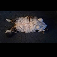 Chase is registered to the contest to win money with this photo: animal, carpet, cat, cozy, cute, domestic_cat, fluffy, fur, indoor, lying_down, mammal, paws, pet, relaxed, resting, sleeping, soft, tabby, whiskers, white