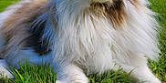 Chase is registered to the contest to win money with this photo: animal, cat, closeup, daylight, ears, fluffy, fur, garden, grass, greenery, majestic, nature, nose, outdoor, paws, pet, portrait, relaxed, sunlight, whiskers