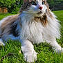 animal, cat, closeup, daylight, ears, fluffy, fur, garden, grass, greenery, majestic, nature, nose, outdoor, paws, pet, portrait, relaxed, sunlight, whiskers
