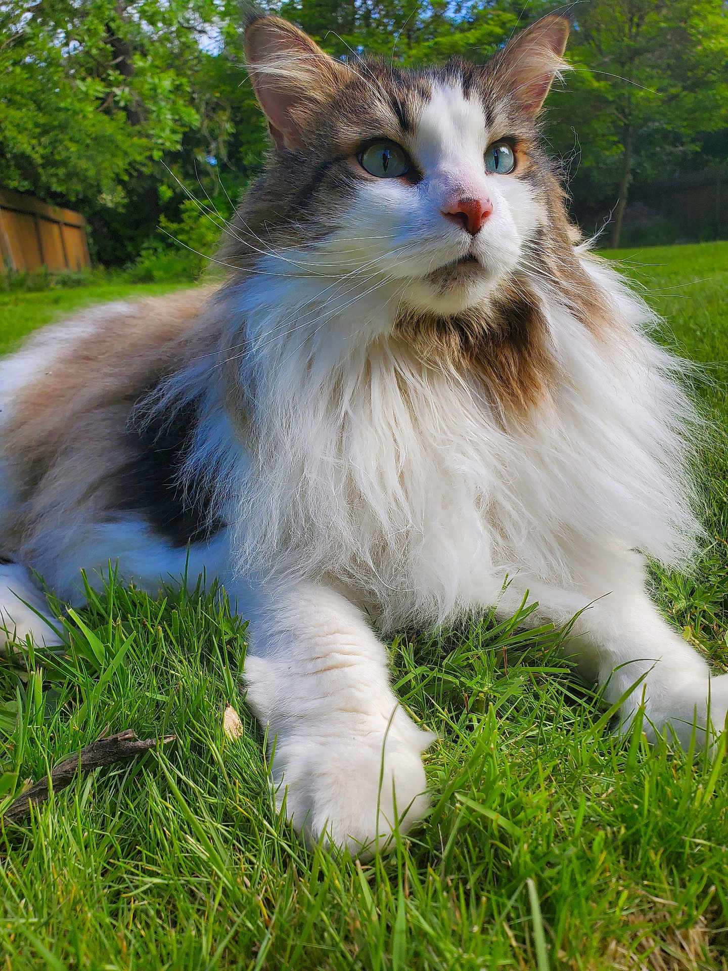 Chase is registered to the contest to win money with this photo: animal, cat, closeup, daylight, ears, fluffy, fur, garden, grass, greenery, majestic, nature, nose, outdoor, paws, pet, portrait, relaxed, sunlight, whiskers