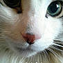 Chase joined the competition — help win amazing prizes! animal, app_icons, cat, close_up, cute, domestic_cat, eyes, face, fur, indoor, macro, mobile, nose, pet, phone_screen, portrait, tabby, technology, whiskers, white_fur