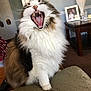 Chase joined the competition — help win amazing prizes! animal, carpet, cat, claws, couch, domestic, door, fluffy, fur, furniture, indoor, lamp, living_room, mouth_open, pet, photo_frame, teeth, tongue, whiskers, yawning