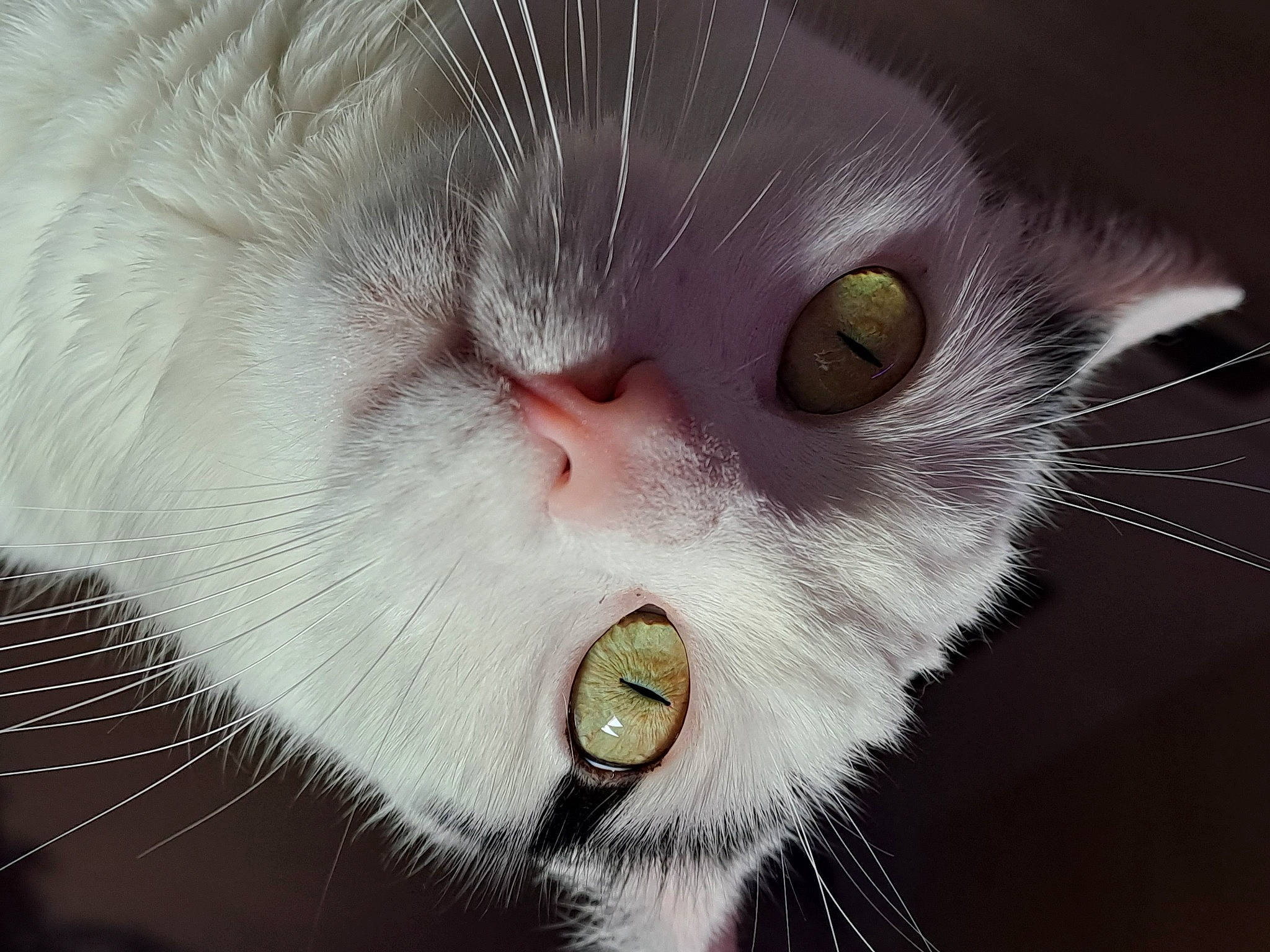 Zazou a rejoint le concours — aidez-le/la à gagner de superbes lots ! carnivore, cat, close_up, curious, domestic_short_haired_cat, eyelash, felidae, fur, natural_material, science, small_to_medium_sized_cats, snout, whiskers