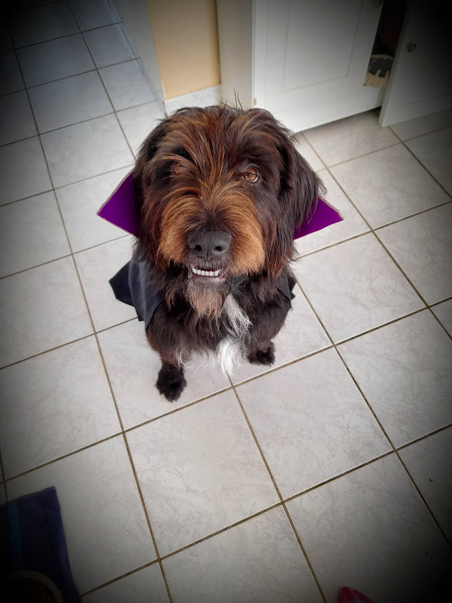 Pétard participe au concours pour gagner de l'argent avec cette photo : bathing, brown_hair, canidae, carnivore, companion_dog, dog, dog_breed, dog_supply, fawn, floor, flooring, fur, liver, puppy_love, small_terrier, snout, sporting_group, terrier, toy_dog, working_animal