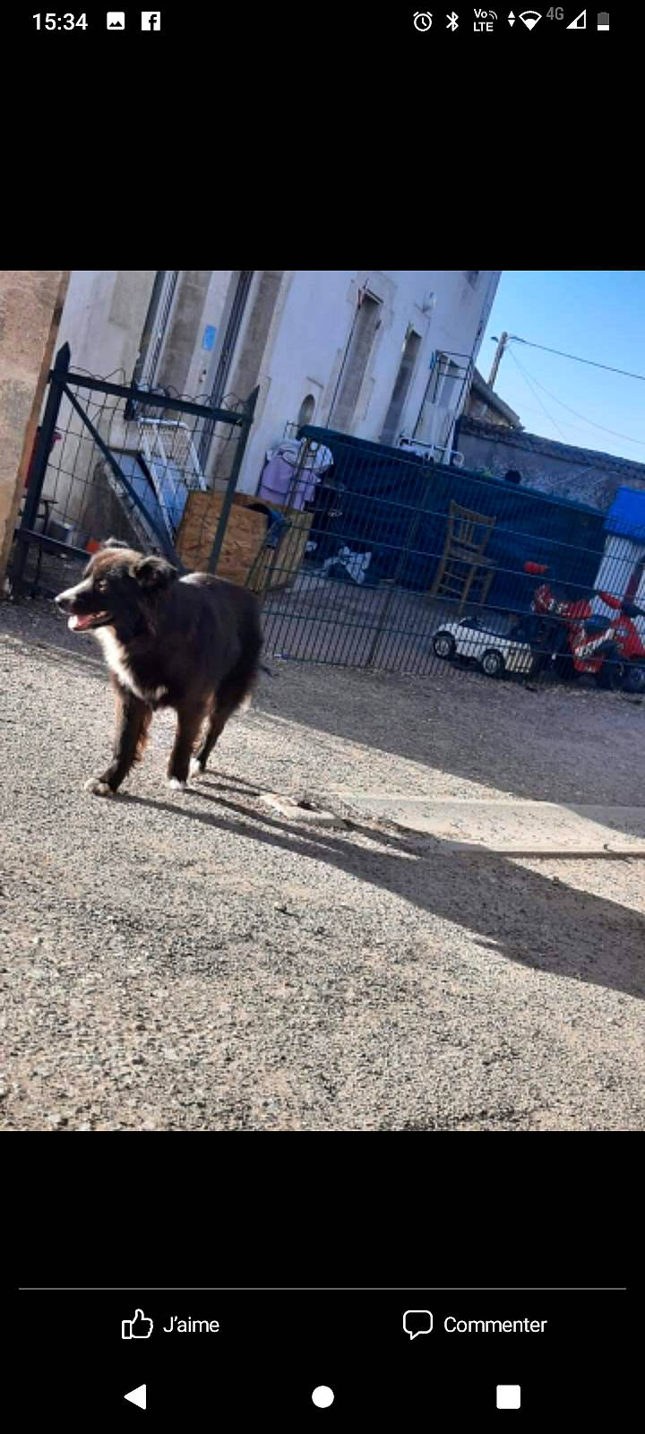 Maicka participe au concours pour gagner de l'argent avec cette photo : asphalt, building, canidae, car, carnivore, city, companion_dog, dog, dog_breed, flooring, herding_dog, road, road_surface, sky, snout, sporting_group, tints_and_shades, tire, vehicle, wheel