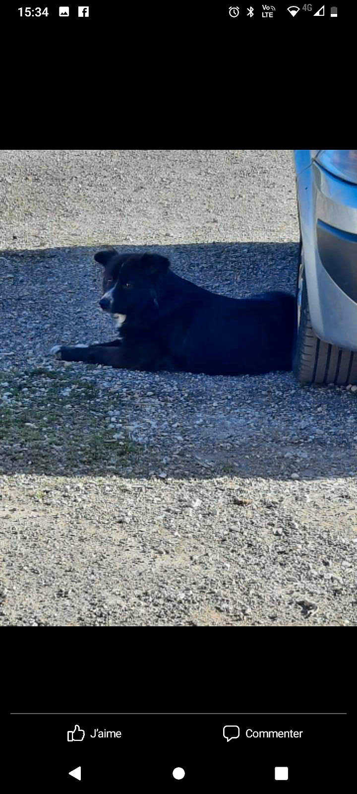 Maicka participe au concours pour gagner de l'argent avec cette photo : asphalt, automotive_exterior, automotive_lighting, automotive_tire, automotive_wheel_system, bumper, car, carnivore, dog, dog_breed, fender, hood, road_surface, rolling, tar, tints_and_shades, tire, vehicle, vehicle_door, wheel