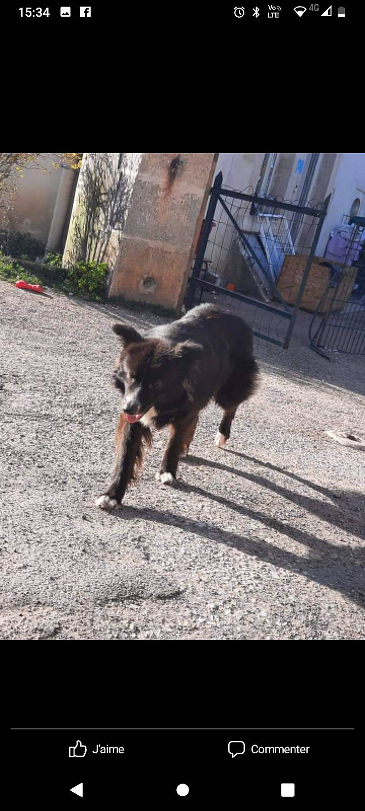 Maicka participe au concours pour gagner de l'argent avec cette photo : asphalt, canidae, carnivore, companion_dog, dog, dog_breed, east_european_shepherd, fawn, fur, guard_dog, plant, road_surface, shadow, snout, sporting_group, street_dog, tail, tints_and_shades, working_animal, working_dog