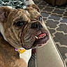 animal, blanket, brown, bulldog, close_up, collar, couch, cute, dog, expression, face, fur, home, indoor, patterned_rug, pet, resting, teeth, tongue, white