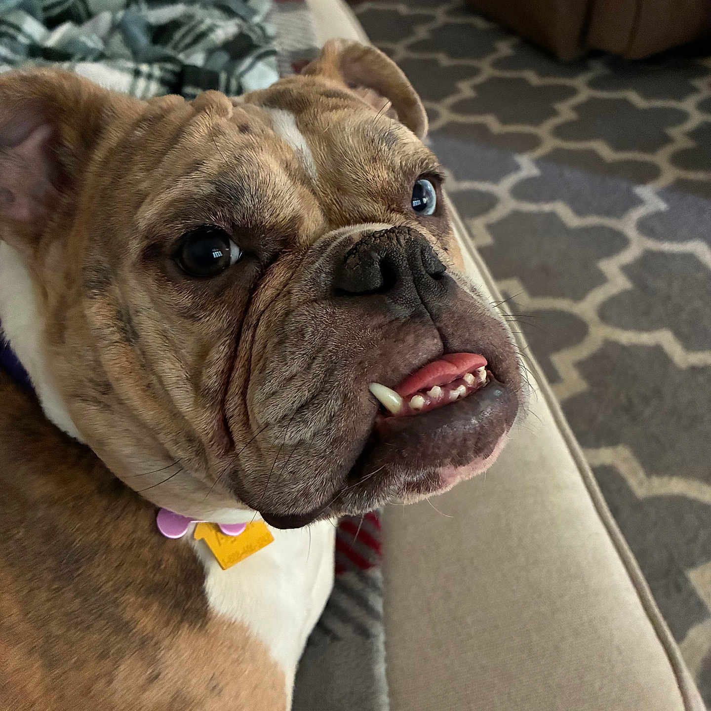 Penelope