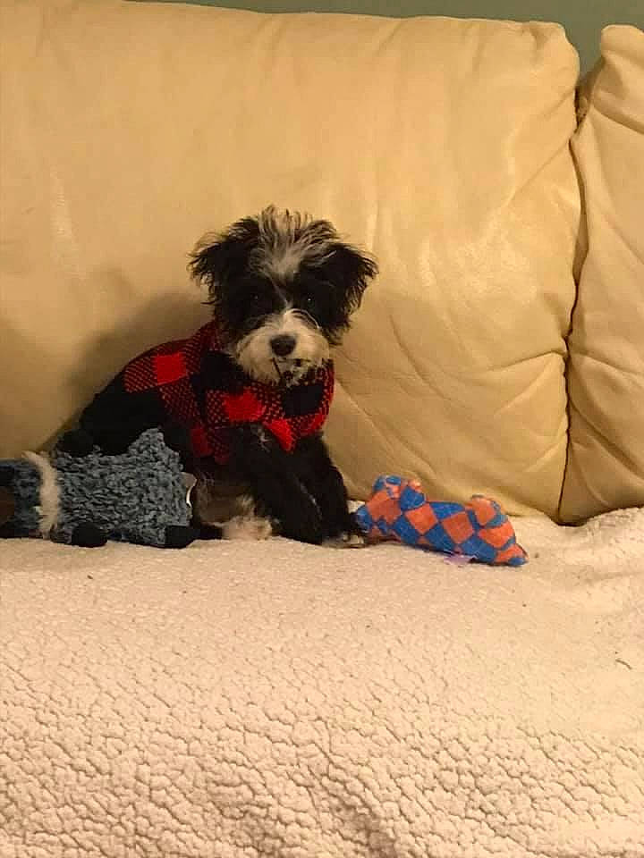 Max Helm joined the competition — help win amazing prizes! canidae, carnivore, companion_dog, dog, dog_breed, dog_clothes, dog_supply, dog_toy, pet_supply, puppy, small_terrier, snout, sporting_group, stuffed_toy, terrier, toy, toy_dog, vertebrate, working_animal, yorkipoo