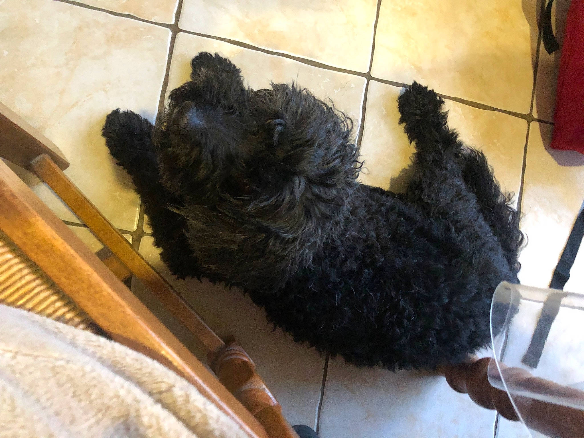 Betowen participe au concours pour gagner de l'argent avec cette photo : canidae, carnivore, companion_dog, dog, dog_breed, flooring, fur, guard_dog, labradoodle, non_sporting_group, portuguese_water_dog, puppy, small_terrier, snout, sporting_group, tail, terrier, toy_dog, water_dog, working_animal