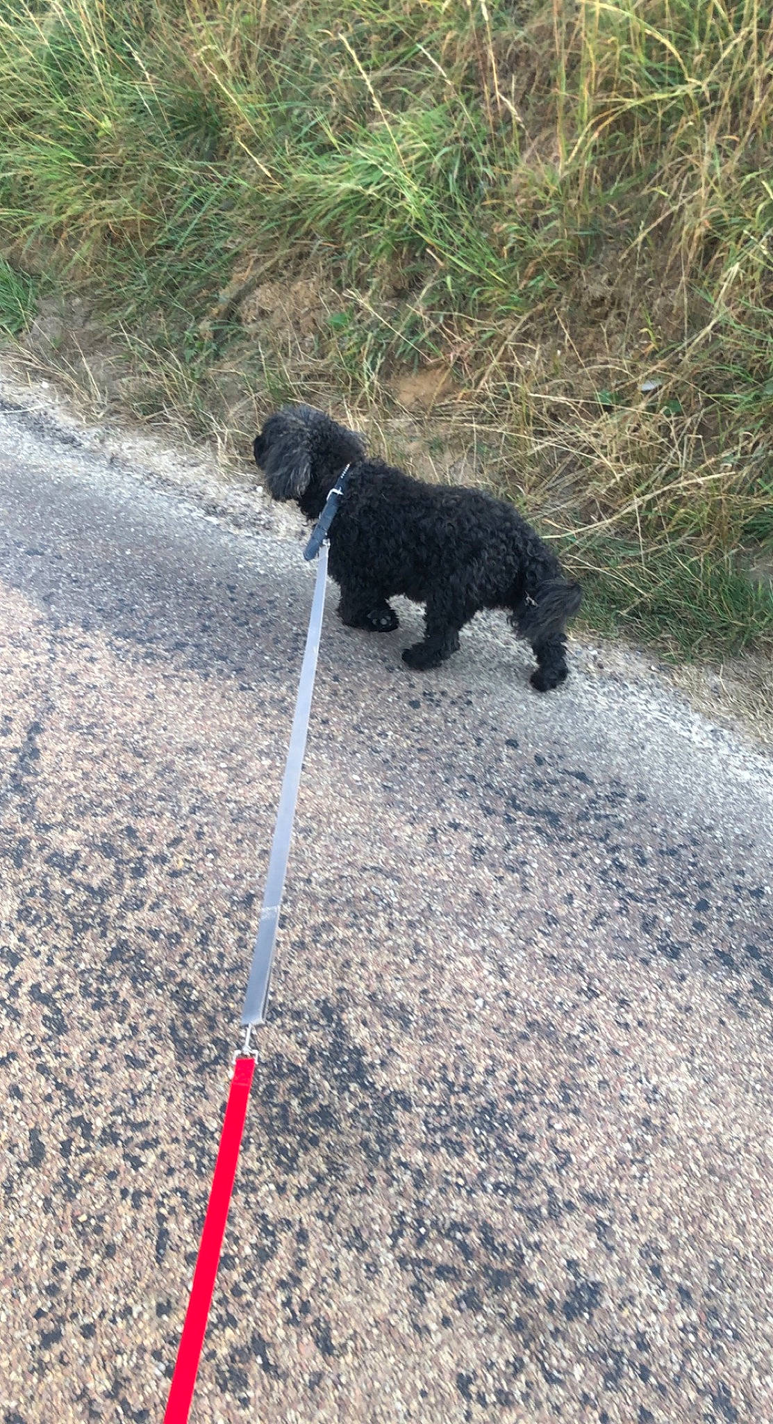 Betowen participe au concours pour gagner de l'argent avec cette photo : asphalt, canidae, carnivore, collar, companion_dog, dog, dog_breed, grass, leash, pet_supply, plant, poodle, road_surface, snout, soil, sporting_group, tail, tar, terrier, water_dog