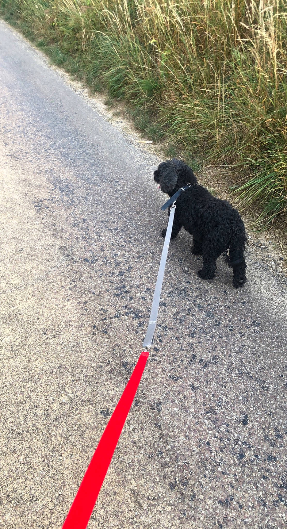 Betowen a rejoint le concours — aidez-le/la à gagner de superbes lots ! asphalt, canidae, carnivore, companion_dog, dog, dog_breed, grass, leash, pet_supply, plant, poodle, road, road_surface, sidewalk, snout, soil, sporting_group, tail, water_dog, working_animal