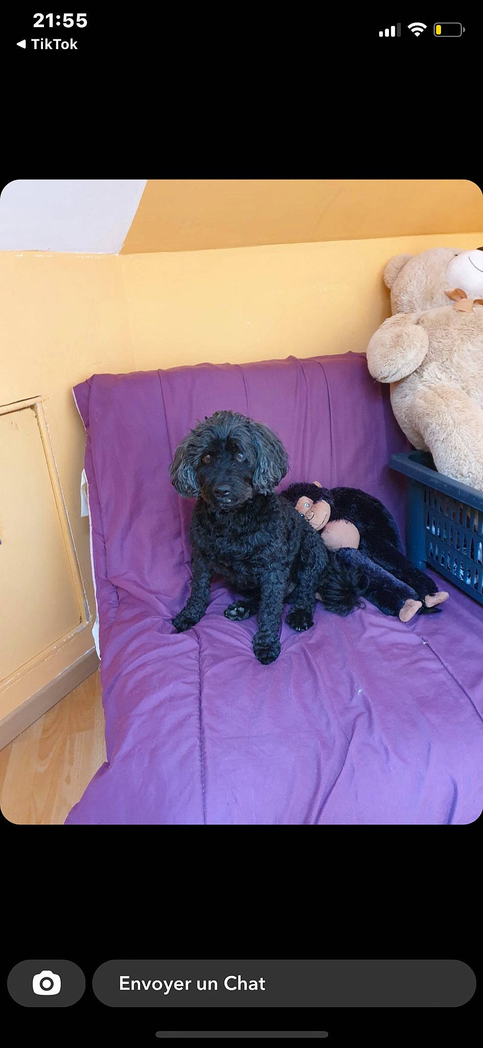 Betowen a rejoint le concours — aidez-le/la à gagner de superbes lots ! carnivore, comfort, companion_dog, dog, dog_breed, dog_supply, linens, magenta, pet_supply, pillow, pink, purple, rectangle, stuffed_toy, textile, throw_pillow, toy, toy_dog, violet, water_dog