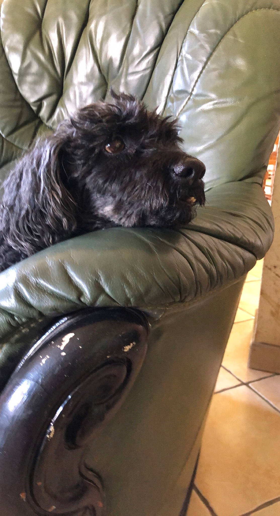 Betowen participe au concours pour gagner de l'argent avec cette photo : automotive_tire, canidae, carnivore, chair, comfort, companion_dog, dog, dog_breed, dog_supply, felidae, flooring, fur, liver, pekingese, small_terrier, snout, sporting_group, terrier, toy_dog, working_animal