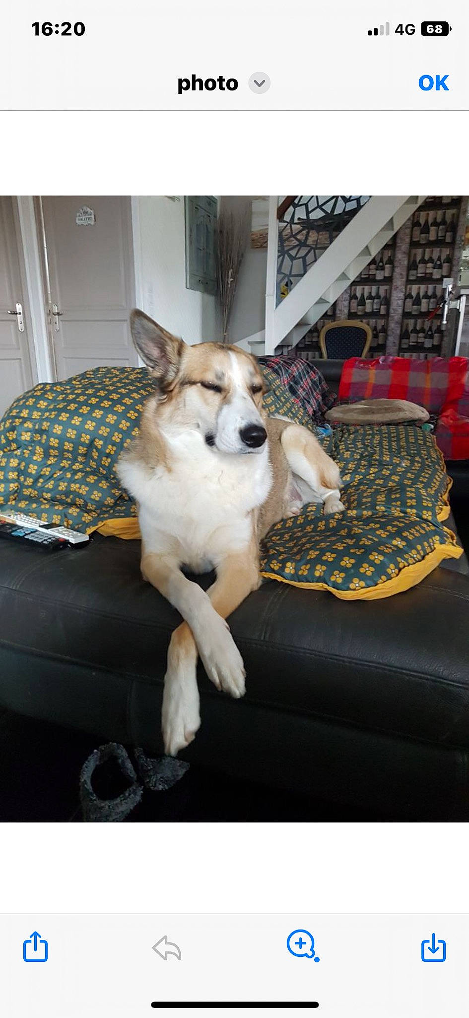 Alpha a rejoint le concours — aidez-le/la à gagner de superbes lots ! canidae, carnivore, chair, collar, comfort, companion_dog, couch, dog, dog_breed, dog_supply, door, fawn, flooring, fur, pattern, rectangle, room, sporting_group, tail, working_animal