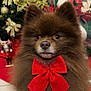 dog, pomeranian, brown_fur, red_bow, christmas_tree, gold_bows, christmas_ornaments, holiday, festive, presents, wrapped_gifts, indoor, pet, cute, fluffy, portrait, animal, celebration, seasonal, decorations