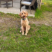 Toby joined the competition — help win amazing prizes! dog, golden_doodle, grass, yard, patio, chair, table, flower_pot, flowers, wicker_furniture, outdoor, pet, animal, happy, sitting, tongue_out, collar, greenery, home_exterior, sunlight