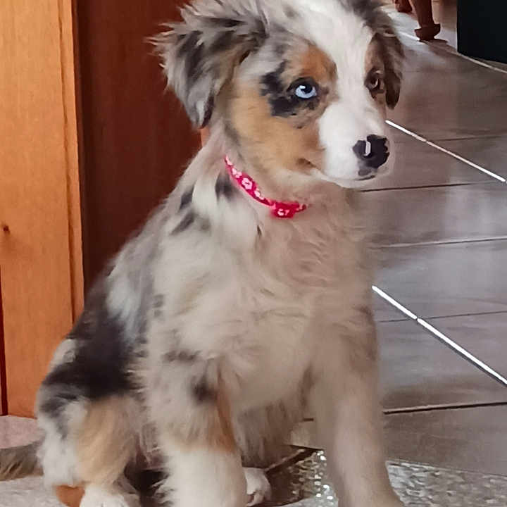 Abby participe au concours pour gagner de l'argent avec cette photo : adorable, animal, blue_eyes, collar, cute, dog, domestic, floor, furniture, home, indoor, multicolored_fur, pet, pet_accessory, plant, puppy, sitting, tile_floor, wooden_furniture, young_dog