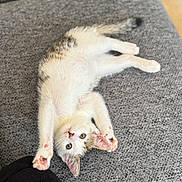 Anis a rejoint le concours — aidez-le/la à gagner de superbes lots ! kitten, cat, pet, animal, indoor, couch, gray, feline, cute, stretching, paw_pads, young, whiskers, ears, fur, lying_down, curious, relaxed, close_up, domestic