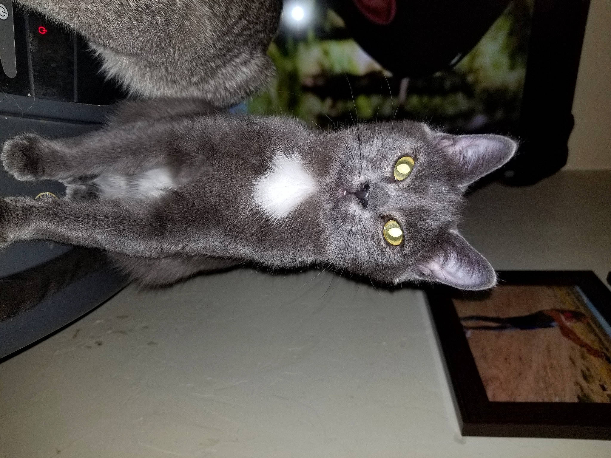 Gremlin is registered to the contest to win money with this photo: black_cat, carnivore, cat, claw, domestic_short_haired_cat, felidae, fur, gesture, grey, paw, russian_blue, small_to_medium_sized_cats, snout, tail, whiskers, window