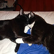 Moxley-Cody is registered to the contest to win money with this photo: animal, bed, black_and_white_cat, black_cat, blanket, cat, companion, cozy, cute, domestic_animal, ears, friendship, fur, indoor, pets, resting, sleeping, snuggling, two_cats, whiskers