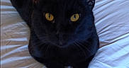 Moxley-Cody is registered to the contest to win money with this photo: animal, bed, black_cat, cat, close_up, cute, domestic_cat, feline, fur, indoor, looking_up, paw, pet, portrait, relaxed, resting, tail, whiskers, white_bedspread, yellow_eyes