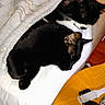Moxley-Cody is registered to the contest to win money with this photo: bed, black_cat, blanket, cat, closeup, cozy, domestic_animal, domestic_life, feline, fur, household, indoor, nap, pet, relaxation, resting, sleeping, table, whiskers, wood