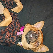 Kaliluv joined the competition — help win amazing prizes! animal, black_background, collar, cozy, cute, dog, domestic, ears, fur, indoor, leopard_print, mammal, pet, portrait, relaxed, resting, sleeping, small_dog, snout, tag