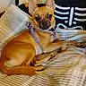 Kaliluv is registered to the contest to win money with this photo: blanket, canine, cozy, cute, dog, domestic_animal, ears, fur, harness, home, indoor, lying_down, pet, pillow, puppy, relaxed, resting, skeleton_pillow, small_dog, tan_dog