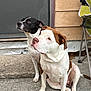 alert, animal, black_and_white_dog, brown_and_white_dog, companions, concrete, curious, dog, door, ears, face, folding_chair, leash, outdoor, paw, pet, sidewalk, sitting, step, wall