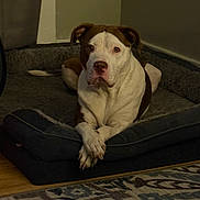 Georgia joined the competition — help win amazing prizes! dog, indoor, pet_bed, crossed_paws, brown_and_white, canine, resting, carpet, furniture, animal, looking_at_camera, domestic, quiet, home, relaxed, portrait, mammal, floor, cozy, calm