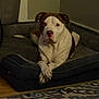 dog, indoor, pet_bed, crossed_paws, brown_and_white, canine, resting, carpet, furniture, animal, looking_at_camera, domestic, quiet, home, relaxed, portrait, mammal, floor, cozy, calm