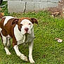 Georgia joined the competition — help win amazing prizes! dog, brown_and_white, grass, outdoor, pet, canine, walking, animal, yard, concrete_wall, nature, mammal, fur, snout, ears, four_legs, alert, daylight, greenery, ground