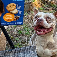 Whiskey joined the competition — help win amazing prizes! dog, smiling, outdoor, nature, pet, happy, animal, canine, grass, leaves, tree, snack, treats, excited, tongue_out, brown_dog, short_hair, ears_up, ground, sunlight