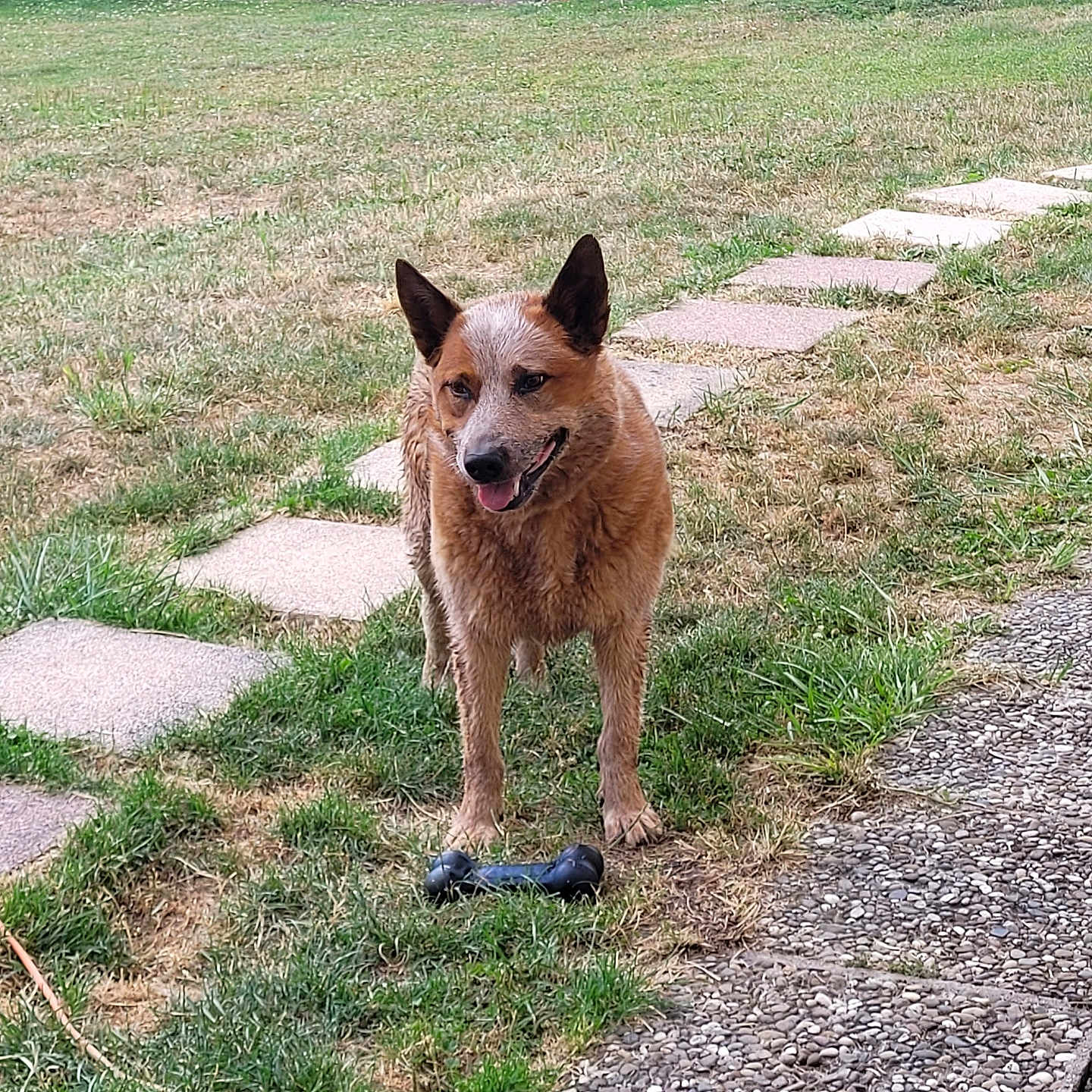 Oscar participe au concours pour gagner de l'argent avec cette photo : animal, backyard, brown_dog, canine, daylight, dog, ears_up, garden, grass, grass_patch, happy, nature, outdoor, pet, play, standing, stone_path, tongue_out, toy, yard