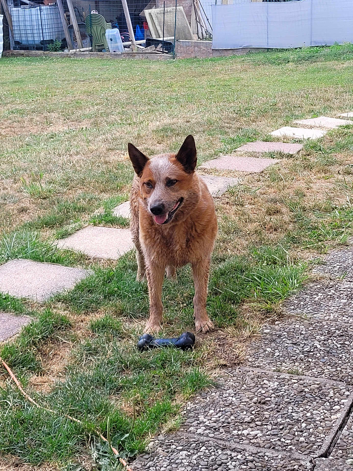 Oscar participe au concours pour gagner de l'argent avec cette photo : dog, grass, toy, yard, stone_path, outdoor, pet, animal, play, brown_dog, happy, tongue_out, ears_up, garden, grass_patch, daylight, canine, standing, nature, backyard