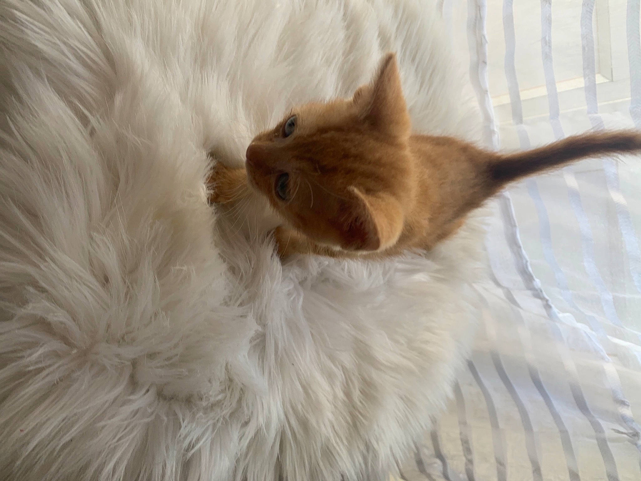 Sheba a rejoint le concours — aidez-le/la à gagner de superbes lots ! canidae, carnivore, cat, claw, comfort, dog_breed, fawn, felidae, fur, liver, natural_material, paw, ragdoll, small_to_medium_sized_cats, snout, tail, terrestrial_animal, whiskers