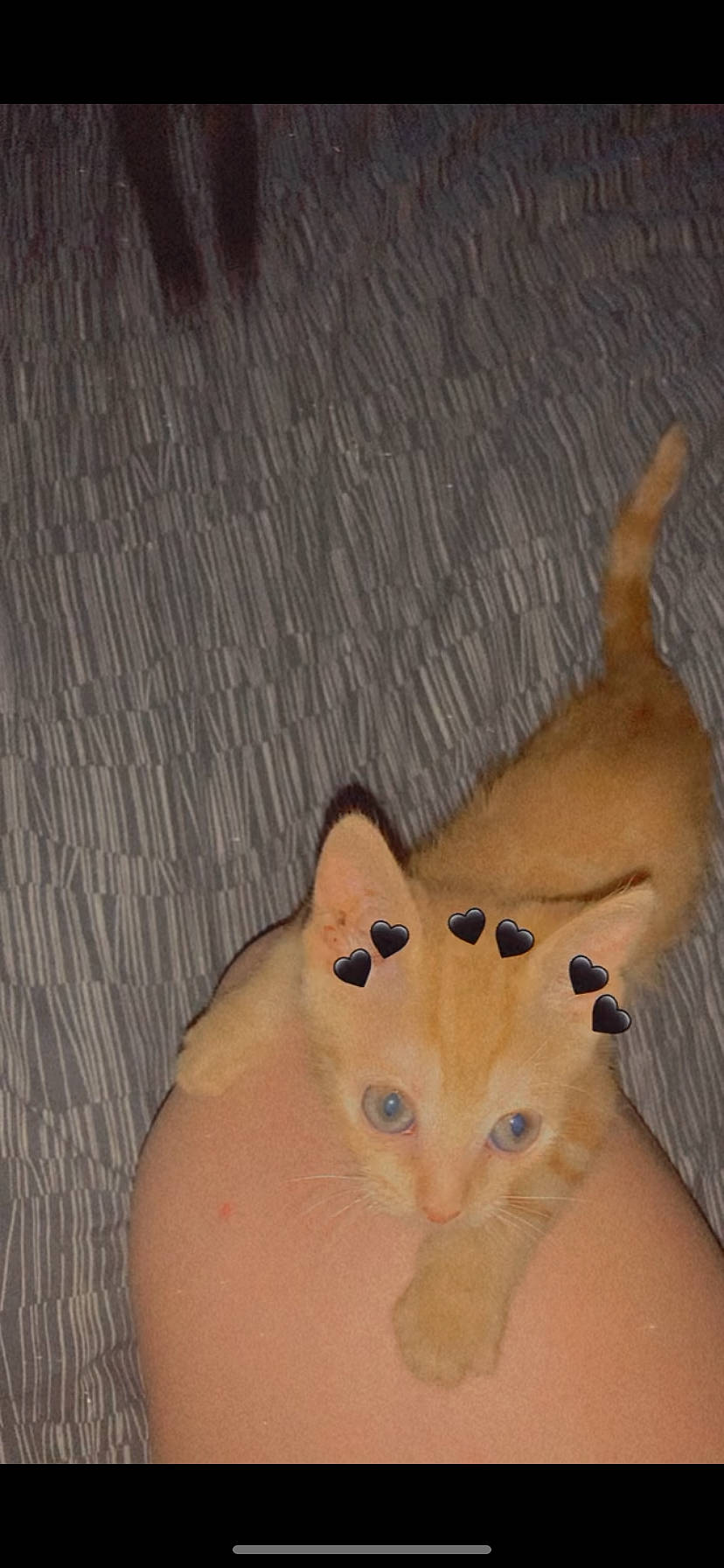 Sheba a rejoint le concours — aidez-le/la à gagner de superbes lots ! big_cats, carnivore, cat, companion_dog, fawn, felidae, foot, gesture, human_leg, paw, plush, small_to_medium_sized_cats, snout, stuffed_toy, tail, terrestrial_animal, thumb, toy, whiskers, wrist