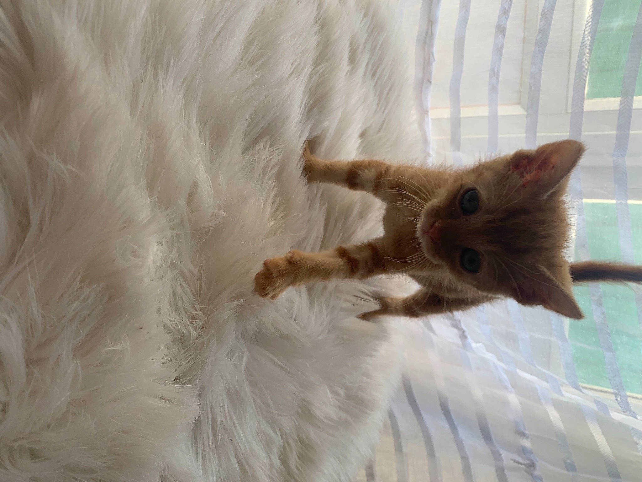 Sheba participe au concours pour gagner de l'argent avec cette photo : carnivore, cat, claw, domestic_short_haired_cat, fawn, felidae, fur, paw, pet_supply, small_to_medium_sized_cats, snout, tail, whiskers, wildlife, window, wood