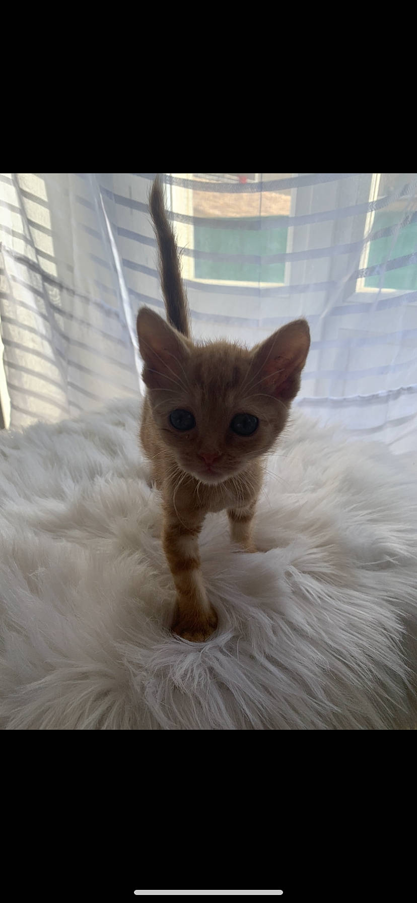 Sheba a rejoint le concours — aidez-le/la à gagner de superbes lots ! animal_shelter, carnivore, cat, cat_supply, claw, domestic_short_haired_cat, fawn, felidae, fur, paw, pet_supply, small_to_medium_sized_cats, snout, tail, terrestrial_animal, whiskers, wood